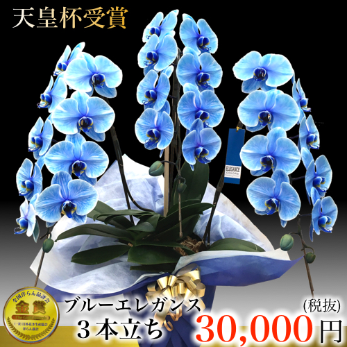 青い胡蝶蘭3本立ち ブルーエレガンス